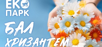 Бал хризантем в Фельдман Екопарк