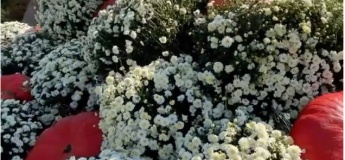 Бал хризантем в Фельдман Екопарк