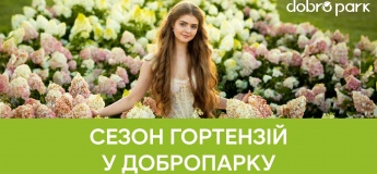 Сезон гортензій у Добропарку