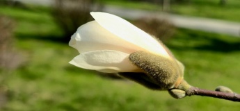 Магнолии в Центральном парке