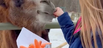 Свято у Фельдман Экопарк