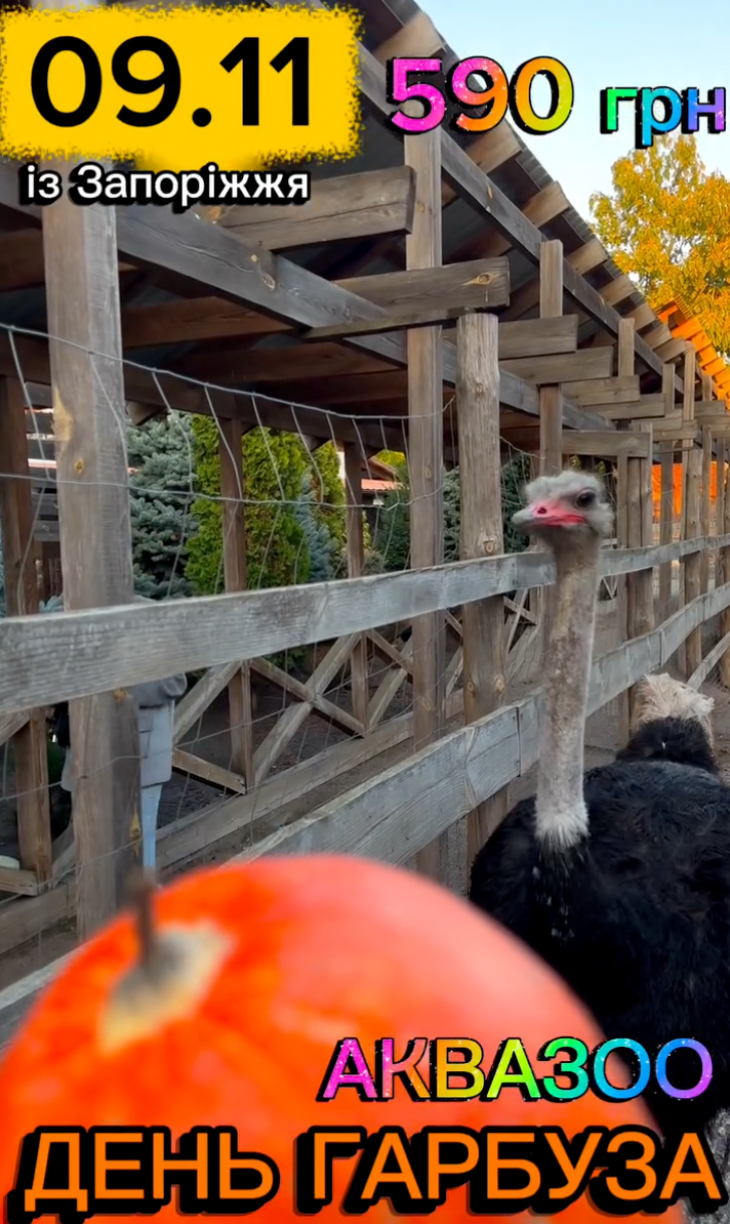 День тыквы в Аквазоо