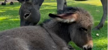 Запрошуємо до унікального місця "Золотий пляж"