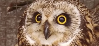 Випуск птахів в Фельдман Екопарк