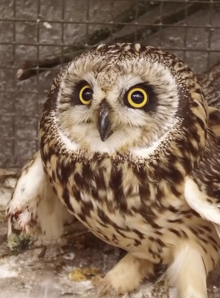 Випуск птахів в Фельдман Екопарк