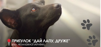 Прогулянка з доброю місією