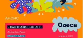 Интересные птицы: пеликаны