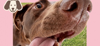 Dog Guru Fest