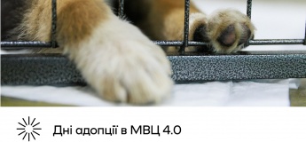 Дні адопції в МВЦ