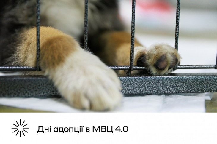 Дні адопції в МВЦ Дні адопції в МВЦ