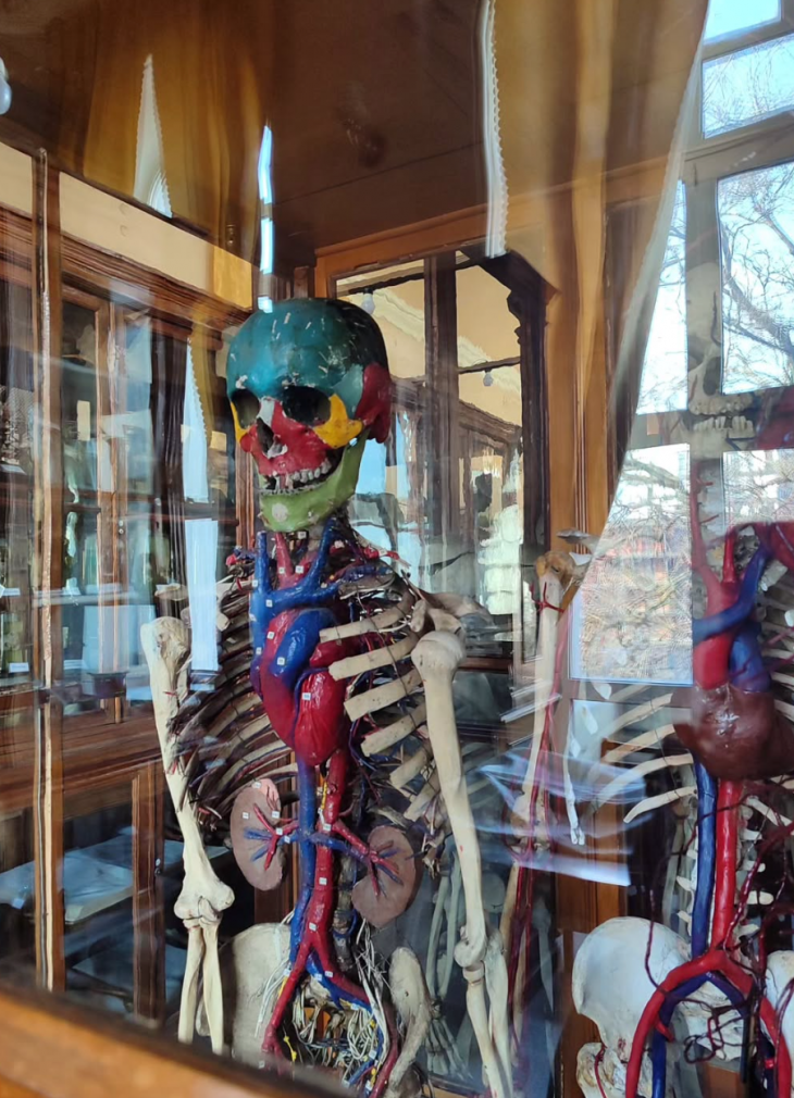 Екскурсія до Анатомічного музею