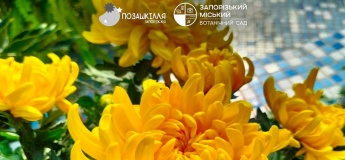 Бал хризантем в Ботаническом саду