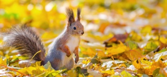 ІV Всеукраїнський конкурс дитячо-юнацької творчості "Чарівна осінь"