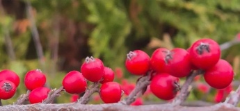 Розклад заходів у Ботанічному саду