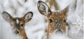 Святкові заходи у Харківському зоопарку