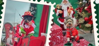 Благодійний Різдвяний захід "Хвостате Різдво"