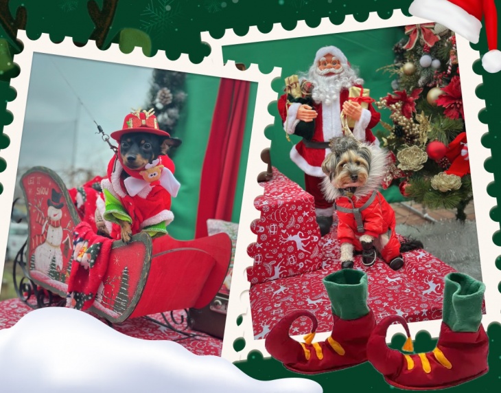 Благодійний Різдвяний захід "Хвостате Різдво" Благодійний Різдвяний захід "Хвостате Різдво"