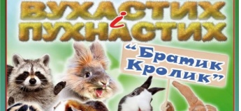 Выставка ушастых и пушистых «Братик Кролик»