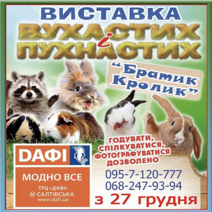 Выставка ушастых и пушистых «Братик Кролик»