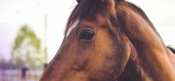 Запрошуємо ветеранів та їх родини на заняття з іповенції