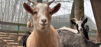 Контактний дворик у Фельдман Екопарк