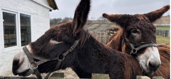 Еко-парк “Турове” та комплекс відпочинку “Лелеки”