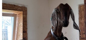 Еко-парк “Турове” та Миколин хутір у Петриківці