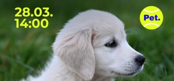 Тусовка щенков