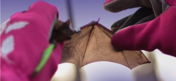 Выпуск летучих мышей в Одессе