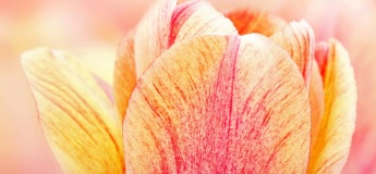 Тюльпановая сказка