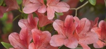 Азалии в Ботаническом саду ДНУ