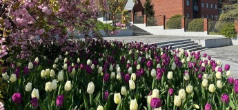 Путеводитель по цветам Днепра