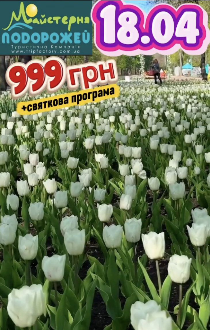 ФЕСТИВАЛЬ ТЮЛЬПАНІВ У КРОПИВНИЦЬКОМУ ФЕСТИВАЛЬ ТЮЛЬПАНІВ У КРОПИВНИЦЬКОМУ