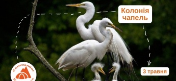 Екскурсія "Орнітологічні спостереження в колонії чапель"