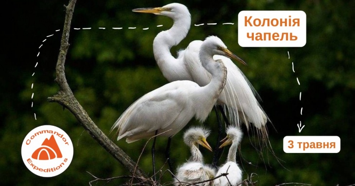 Екскурсія "Орнітологічні спостереження в колонії чапель"