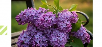 Історія Тернів