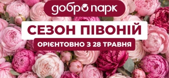 Сезон півоній у Добропарку
