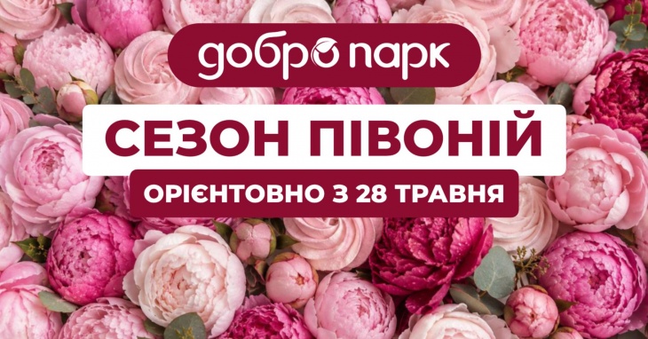 Сезон півоній у Добропарку