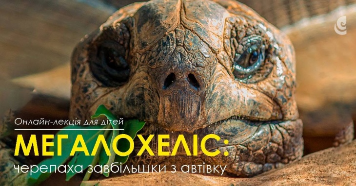 Онлайн-лекція для дітей "Мегалохеліс: черепаха завбільшки з автівку"