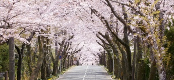 Touring Springtime Japan