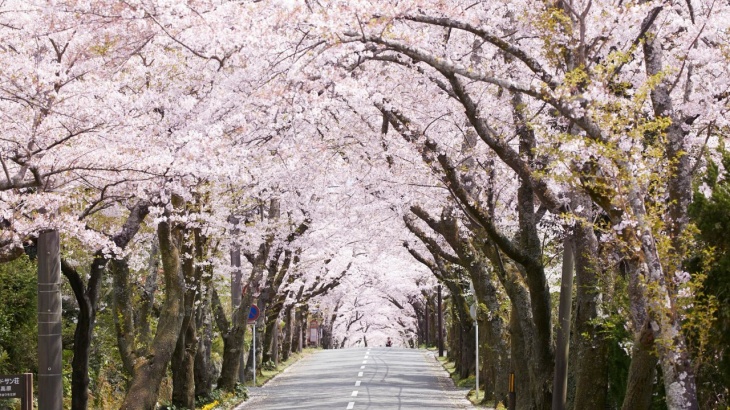 Touring Springtime Japan