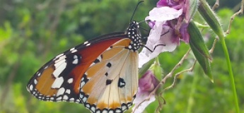 Incredible Insects (A Biodiversity Workshop)