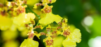 Introduction to Growing Orchids