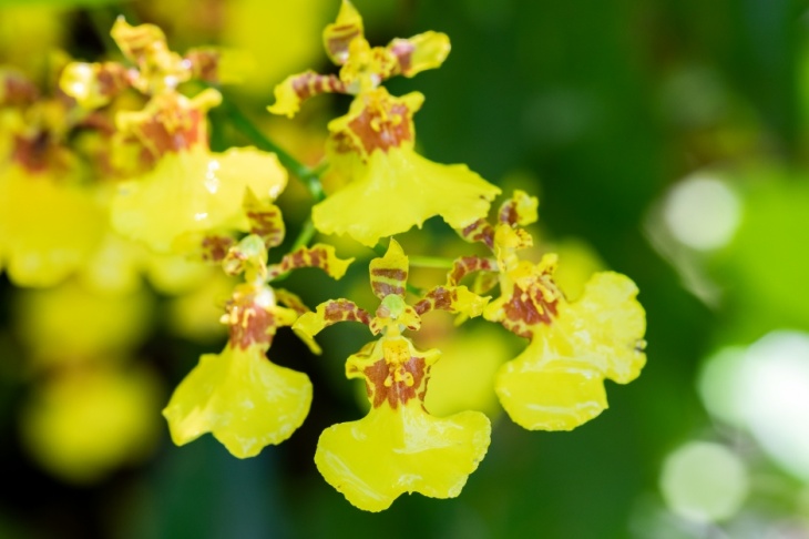 Introduction to Growing Orchids Introduction to Growing Orchids