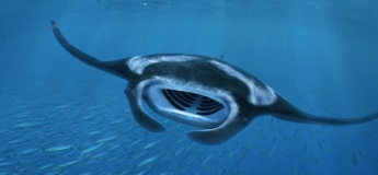 Singapore Oceanarium