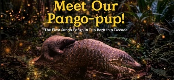 Meet Our Pango-pup