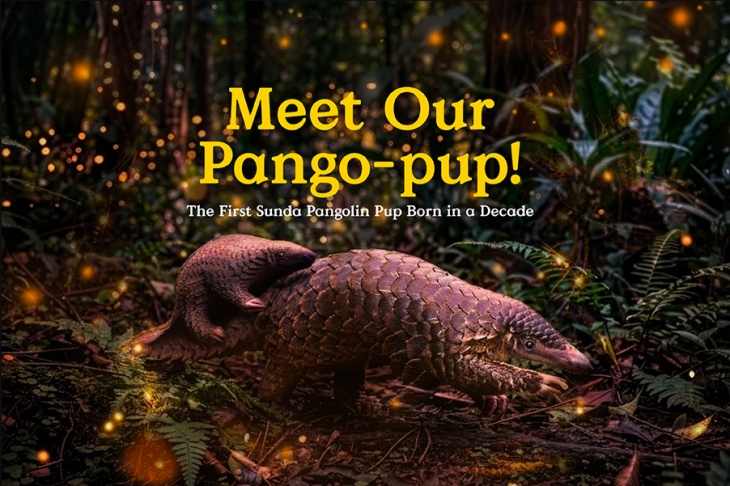 Meet Our Pango-pup