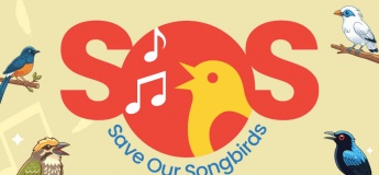 Save Our Songbirds
