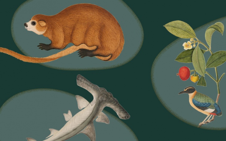 Tails from the Coasts: Nature Stories of Singapore Tails from the Coasts: Nature Stories of Singapore