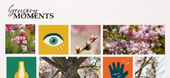 Sensory Moments – Sakura